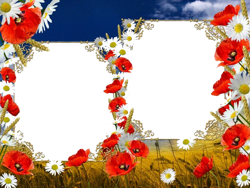 Poppy Frame Flower Transparent PNG Image