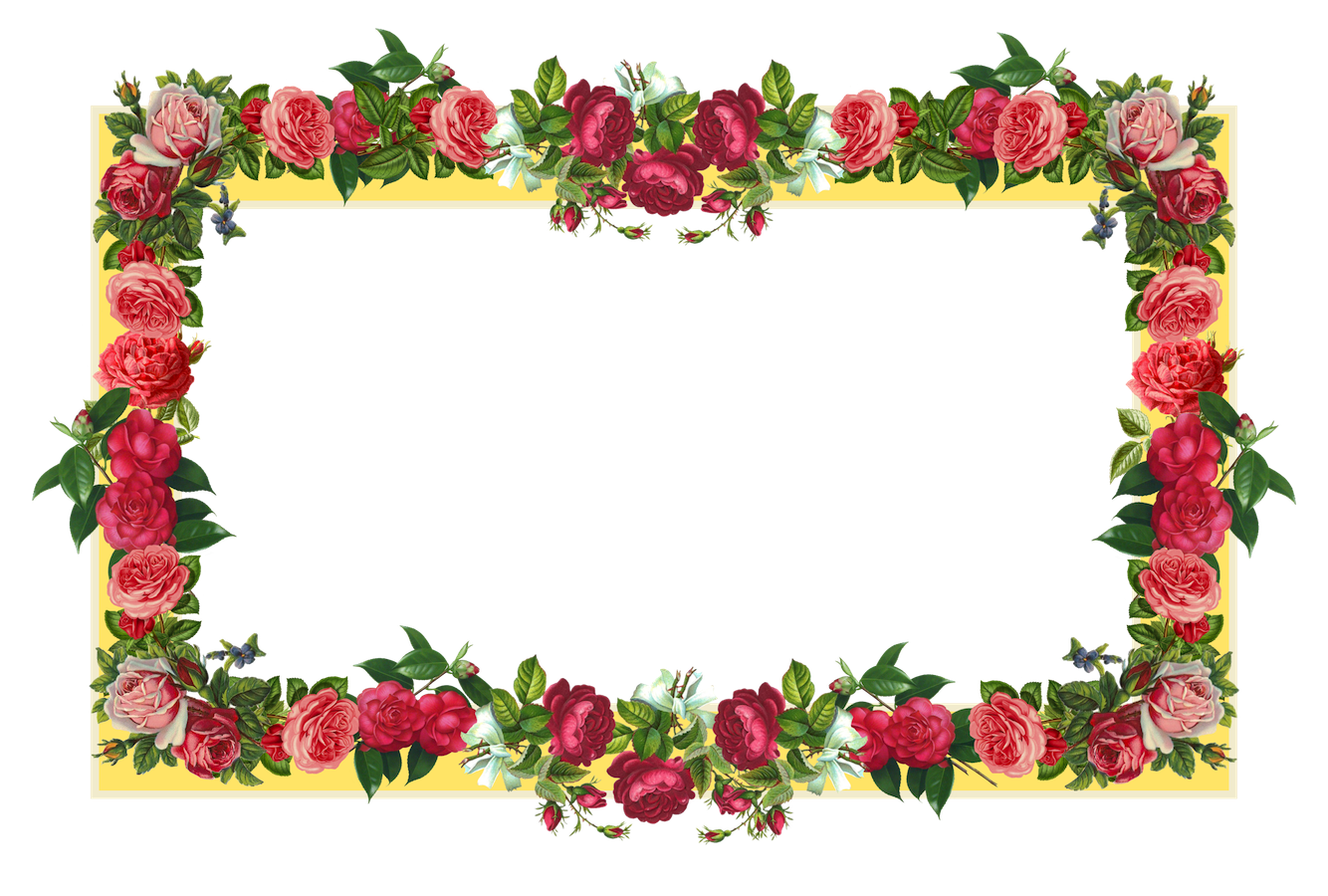 Poppy Frame Flower Transparent PNG Image