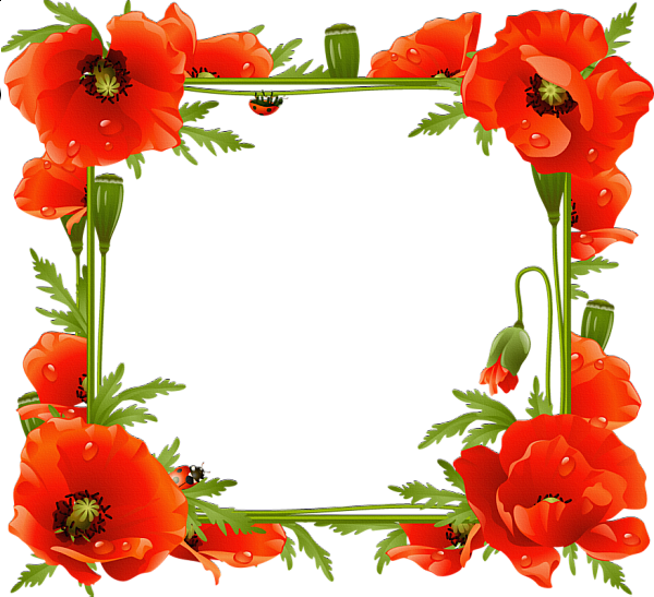 Poppy Frame Flower Transparent PNG Image