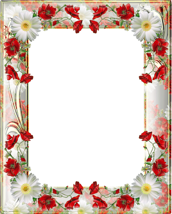Poppy Frame Flower Transparent PNG Image