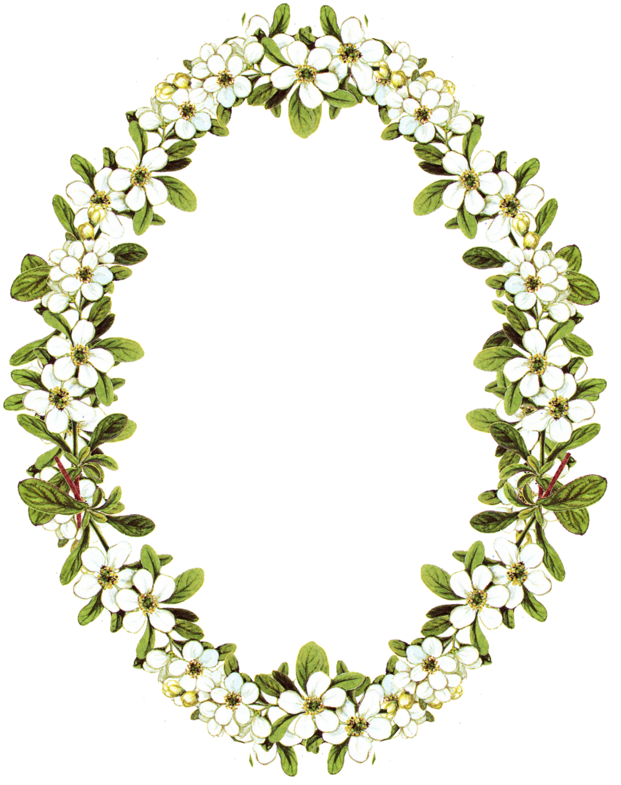 Oval Circle Flower Frame Transparent PNG Image