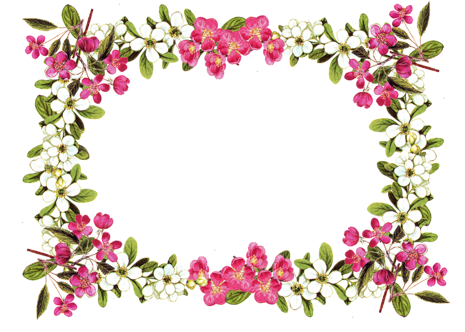 Frame Flower Artistic Transparent PNG Image