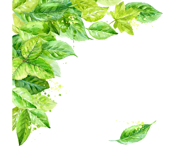 Leaf Frame Background Transparent PNG Image