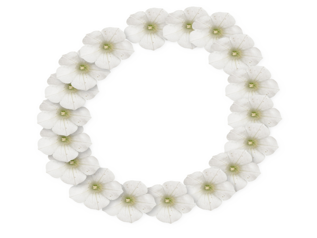 White Flower Frame Transparent PNG Image