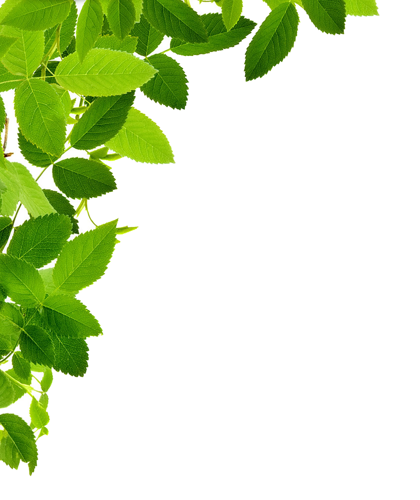 Leaf Frame Transparent PNG Image