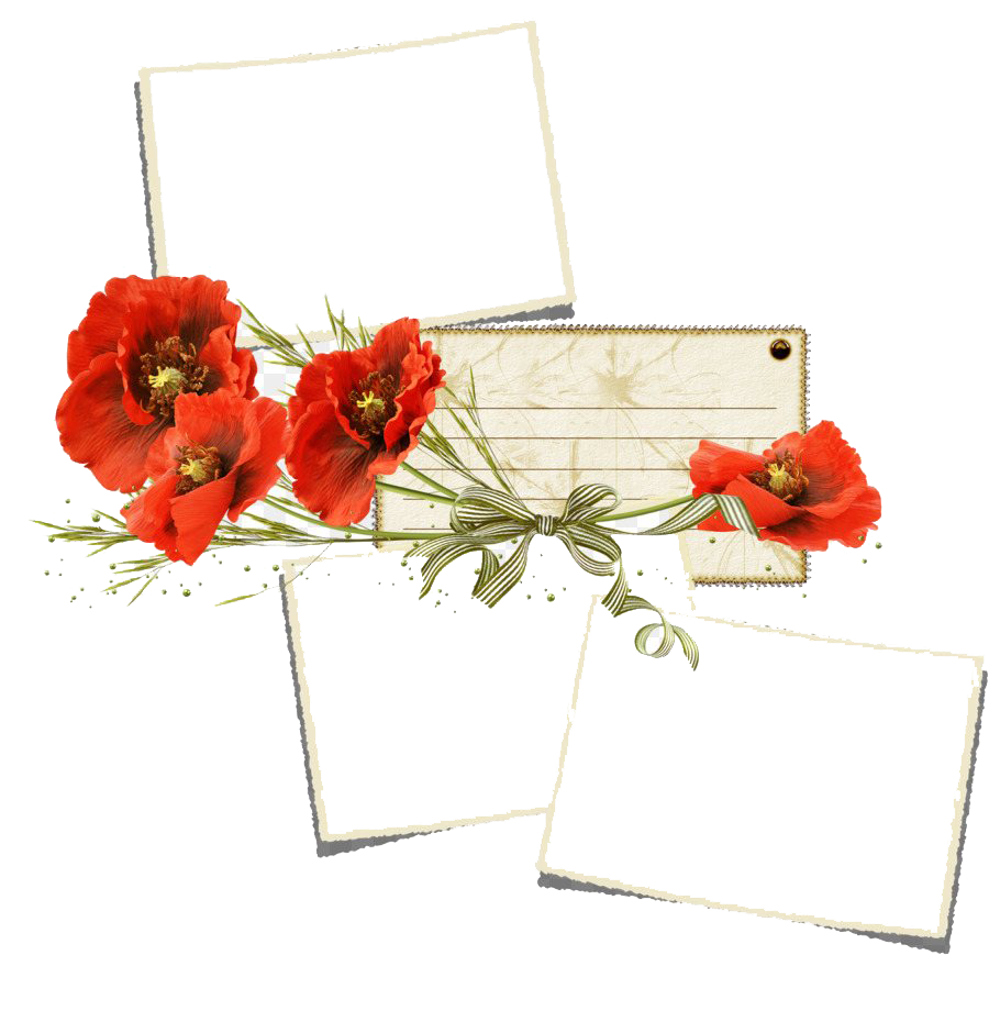 Poppy Frame Flower File Transparent PNG Image