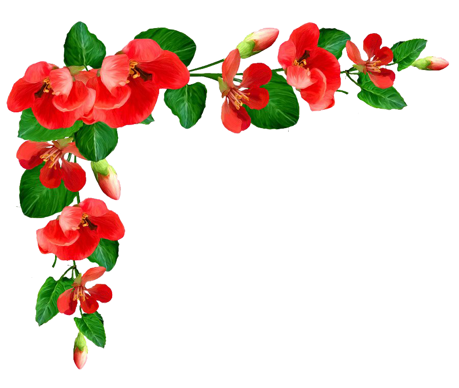 Poppy Frame Flower Transparent PNG Image