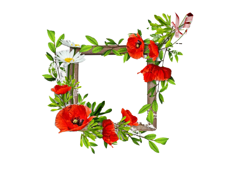 Poppy Frame Flower Transparent PNG Image