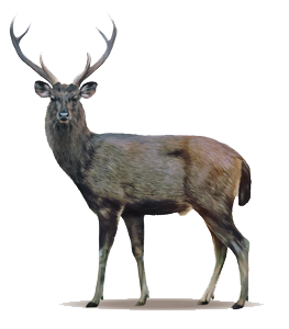 Deer High-Quality Transparent PNG Image