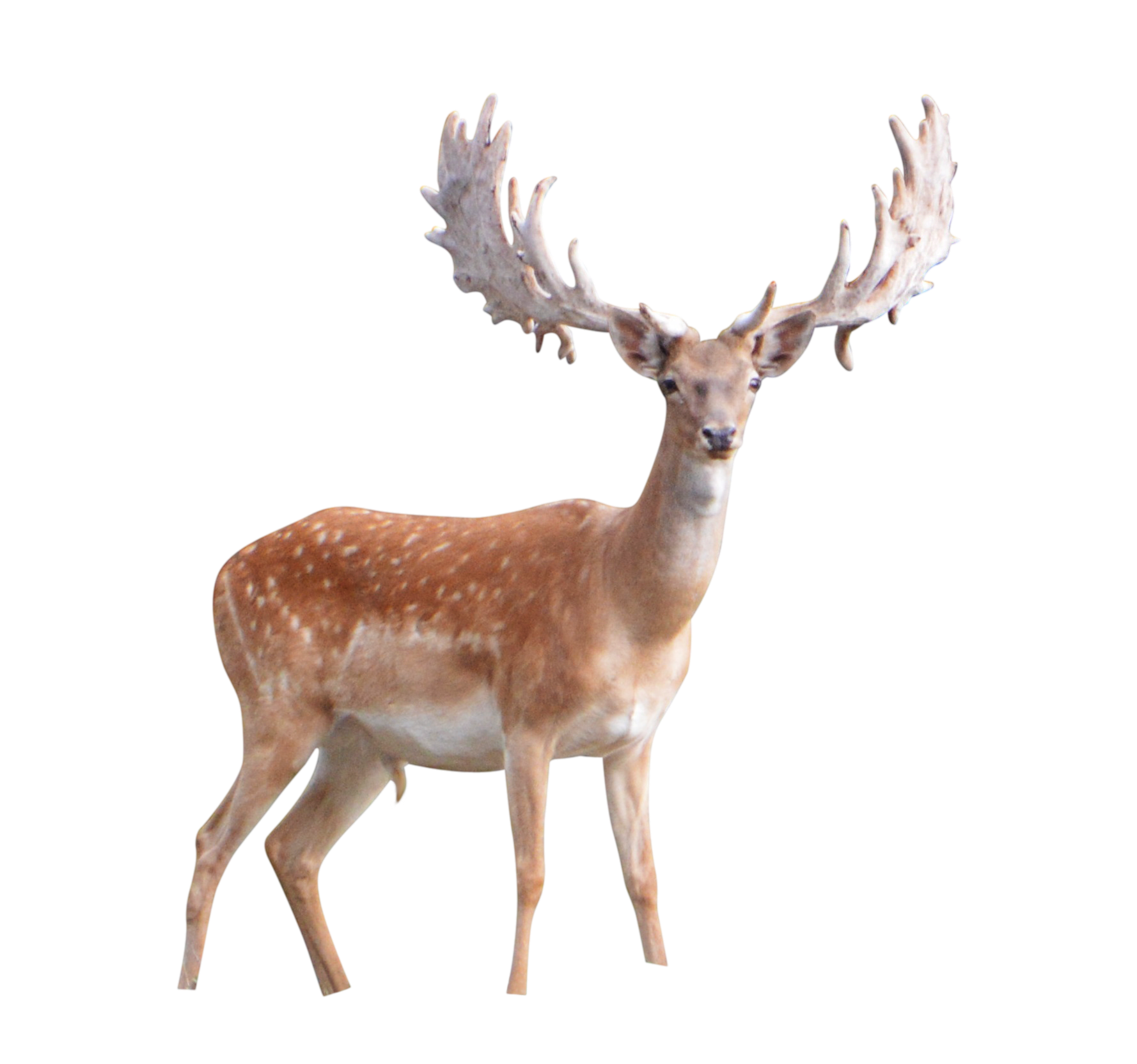 Deer Transparent PNG Image