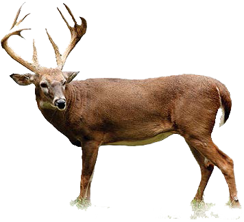 Deer Transparent PNG Image