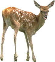 Deer Transparent PNG Image
