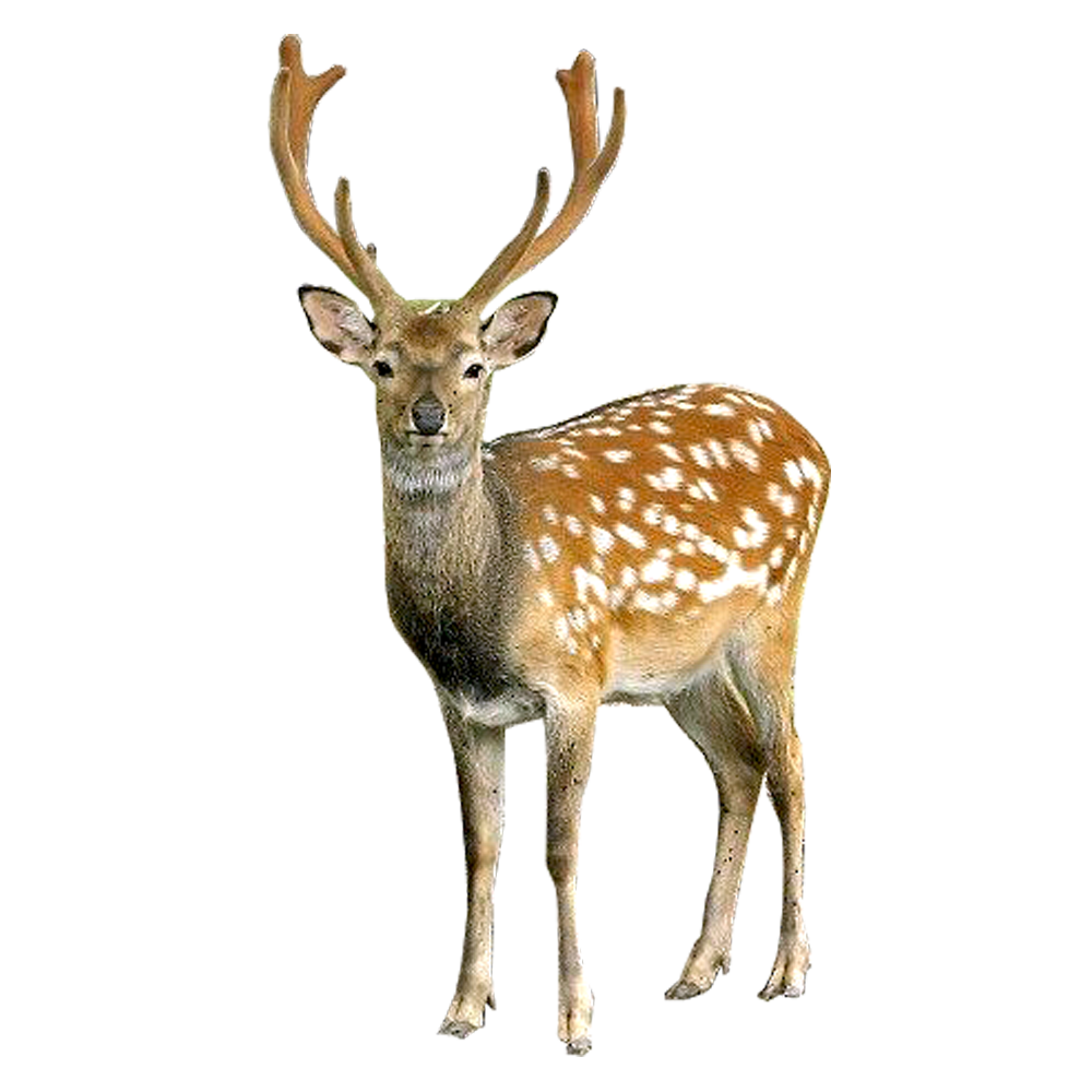 Deer File Transparent PNG Image