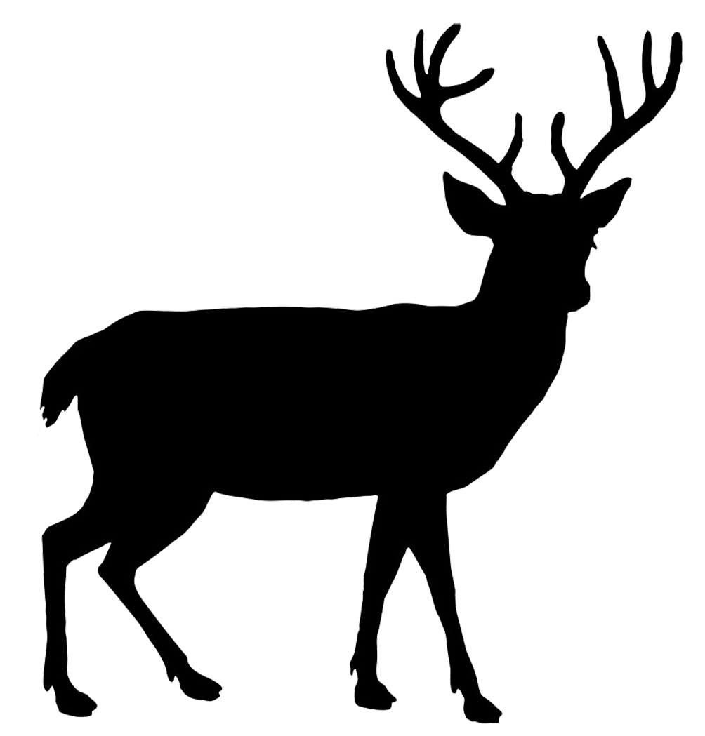Deer Transparent PNG Image