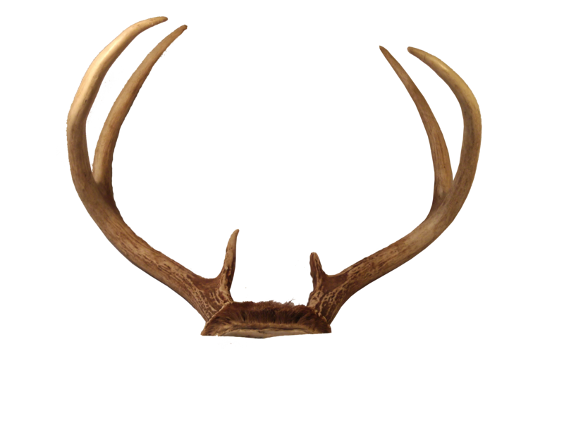 Deer Antlers Transparent PNG Image