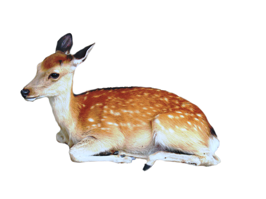 Cute Deer Transparent PNG Image