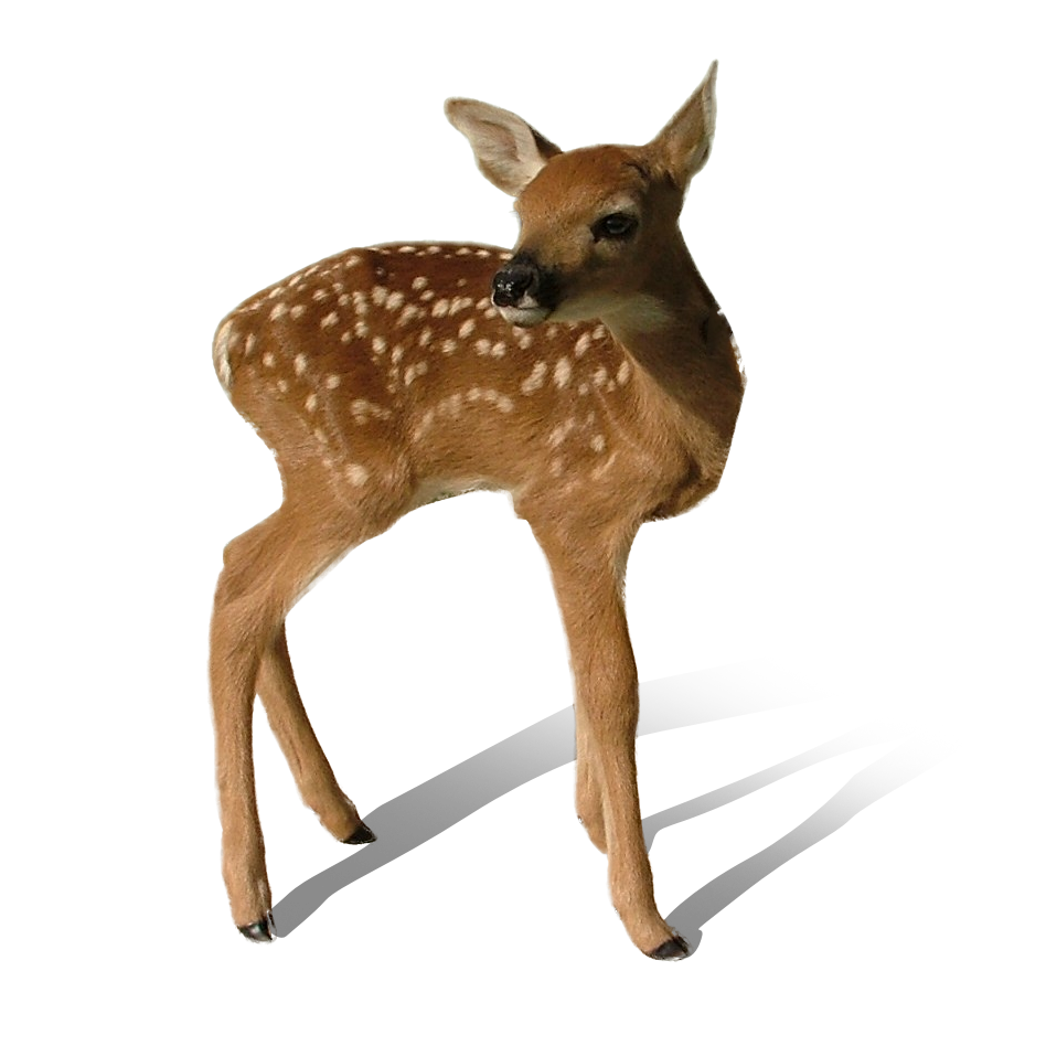 Deer Transparent PNG Image