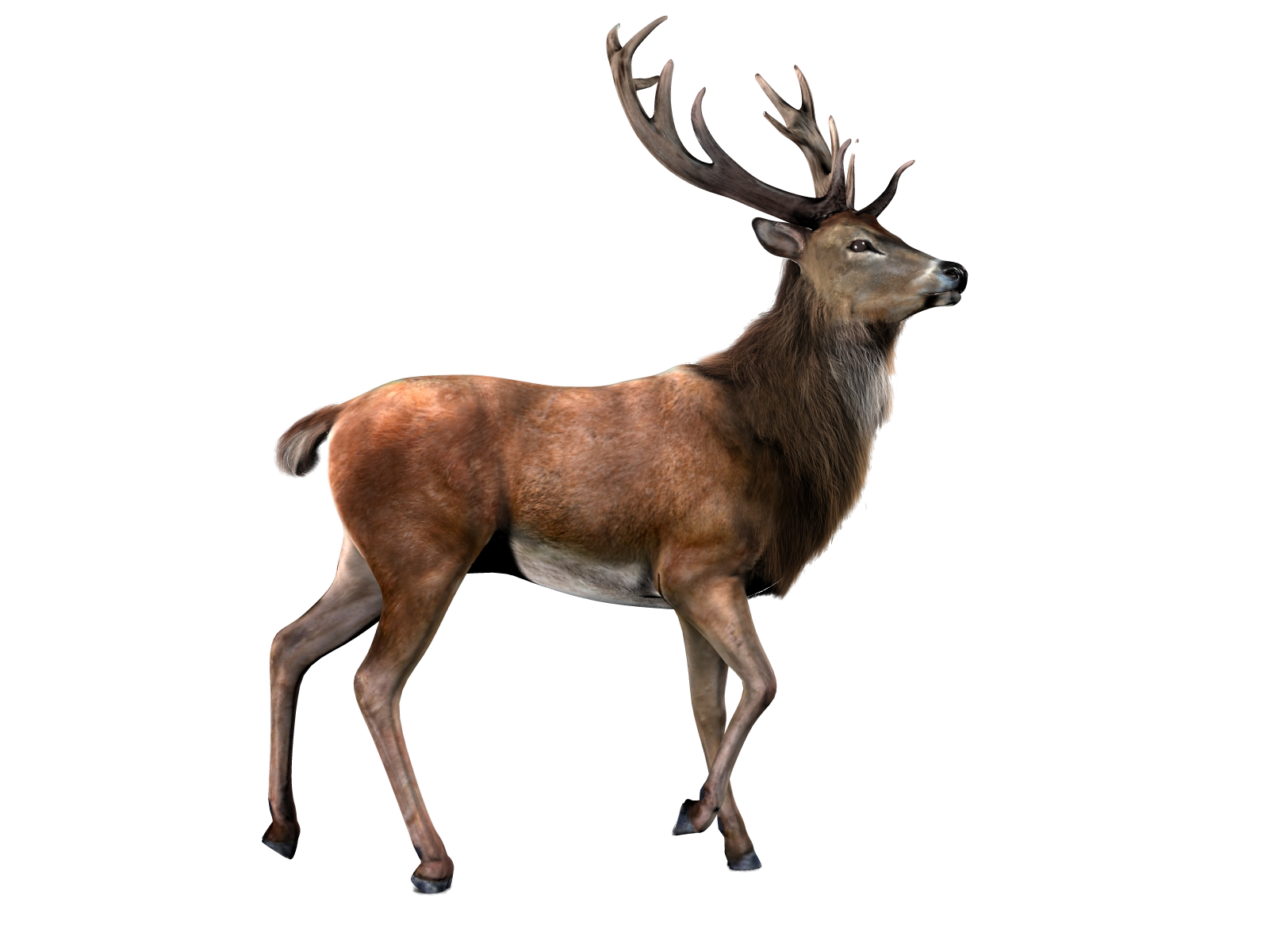 Deer With Background Transparent PNG Image