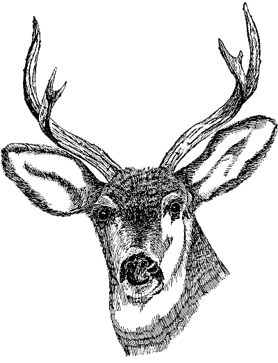 Deer Head Transparent PNG Image
