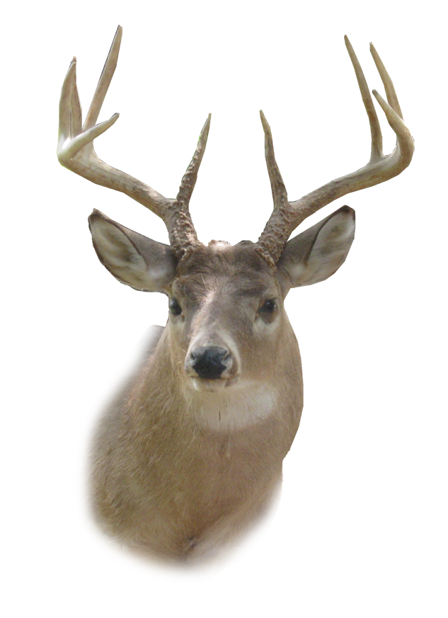 Deer Head Transparent PNG Image