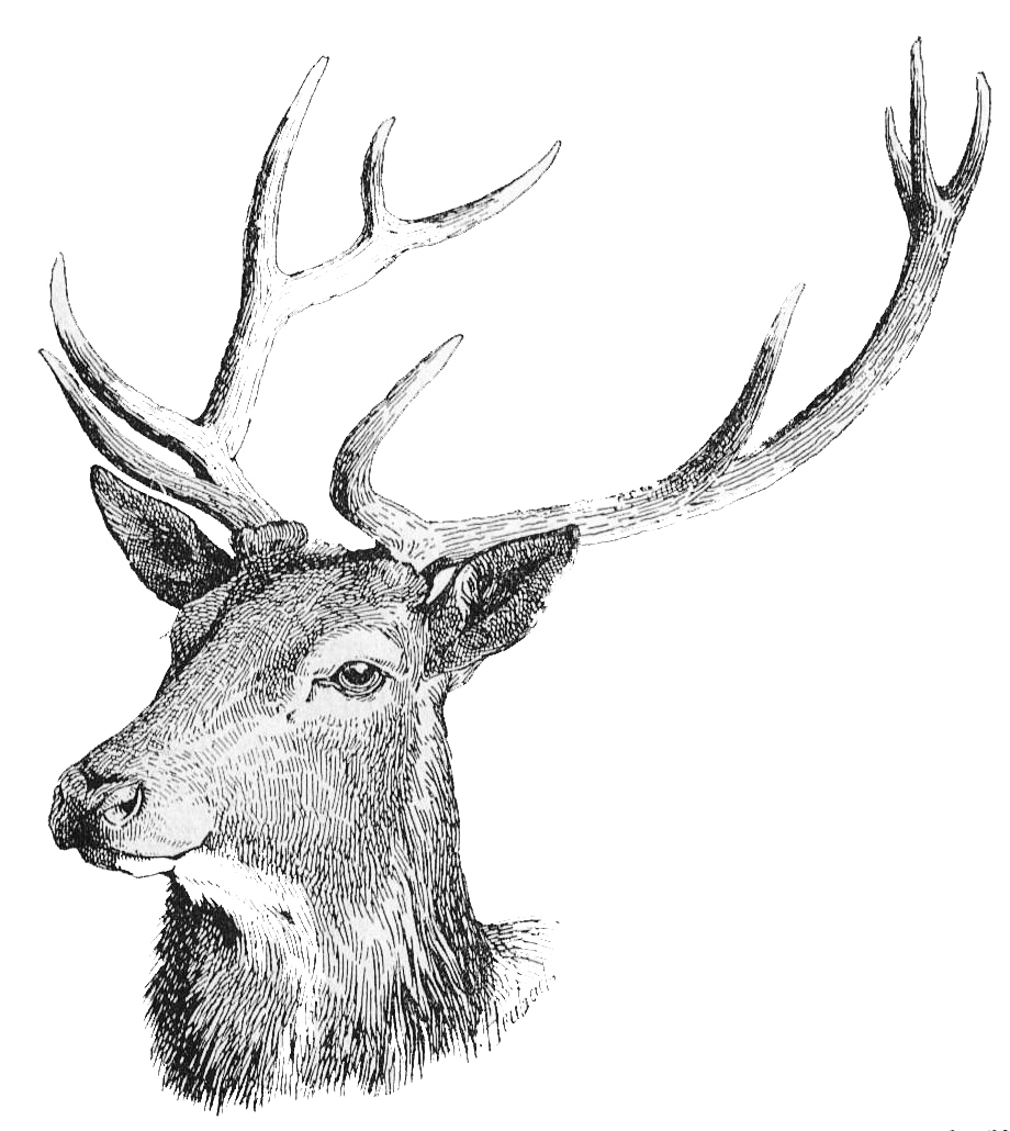Deer Head Transparent PNG Image