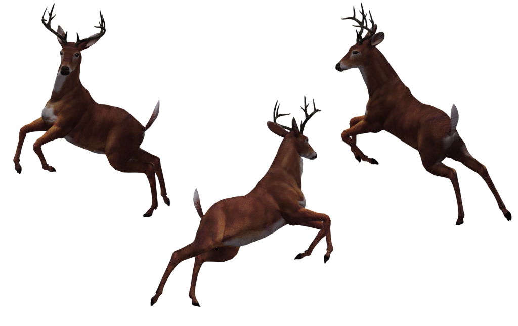 Deer Transparent PNG Image