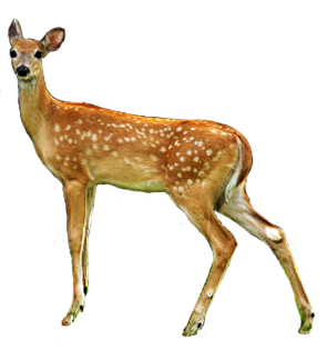 Deer Transparent PNG Image