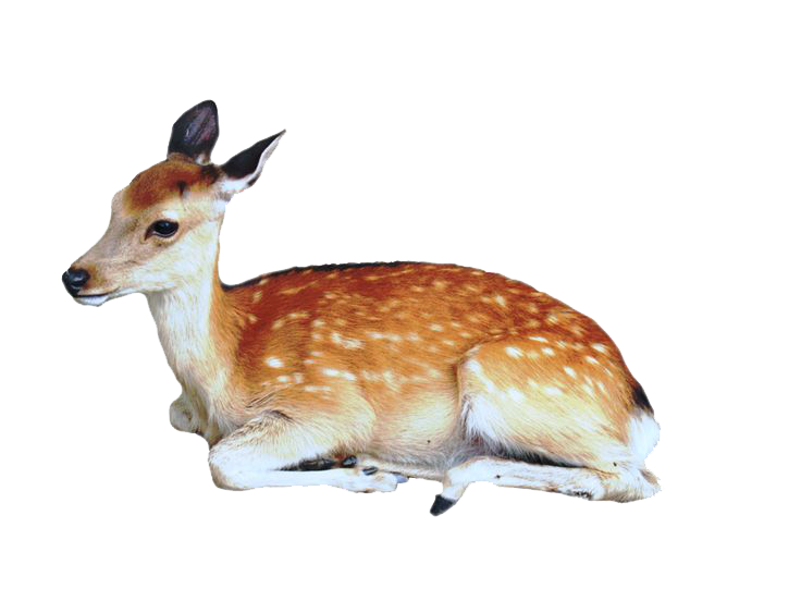 Deer Transparent PNG Image
