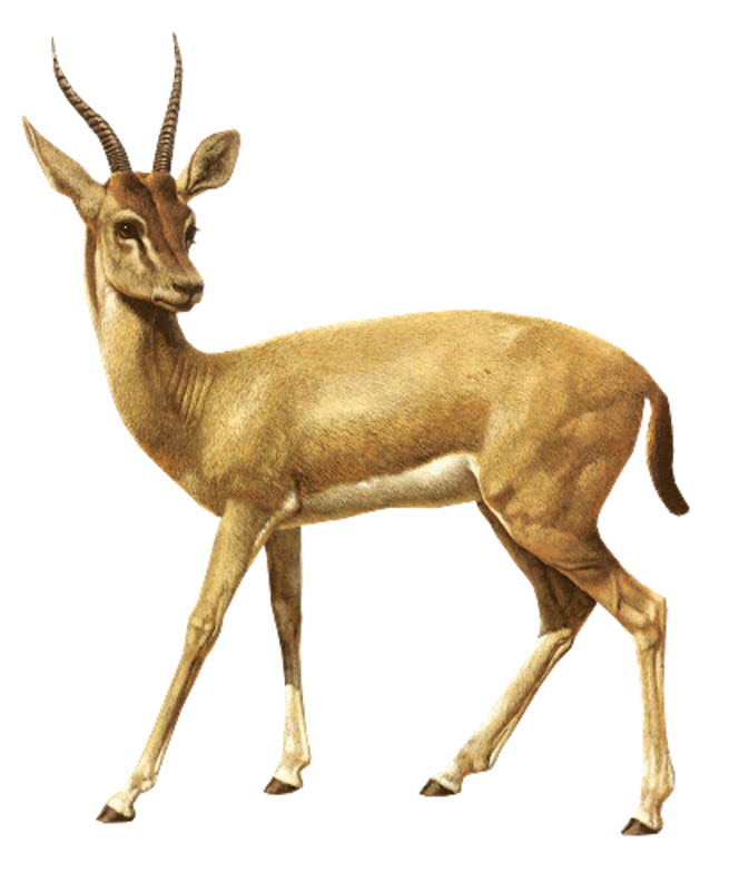 Springbok Antelope Africa Vecteur Transparent PNG Image