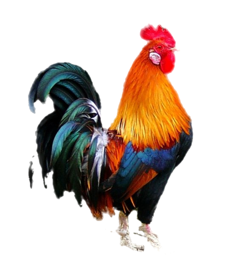 Poultry Chicken Painting Livestock Embroidery Transparent PNG Image