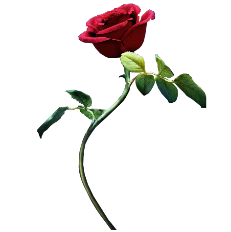 Beauty And The Beast Transparent PNG Image