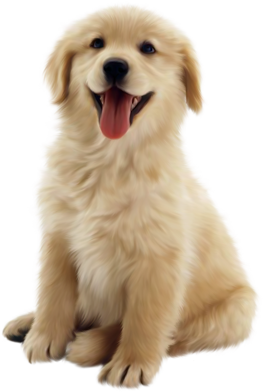 Dog 10 Transparent PNG Image