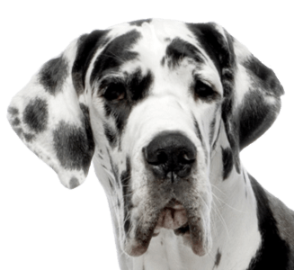 Dog Dogs Transparent PNG Image