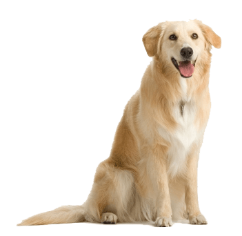 Dog Transparent PNG Image