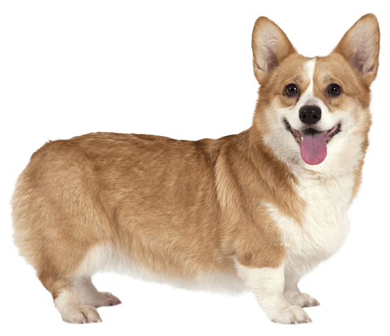 Corgi Transparent PNG Image