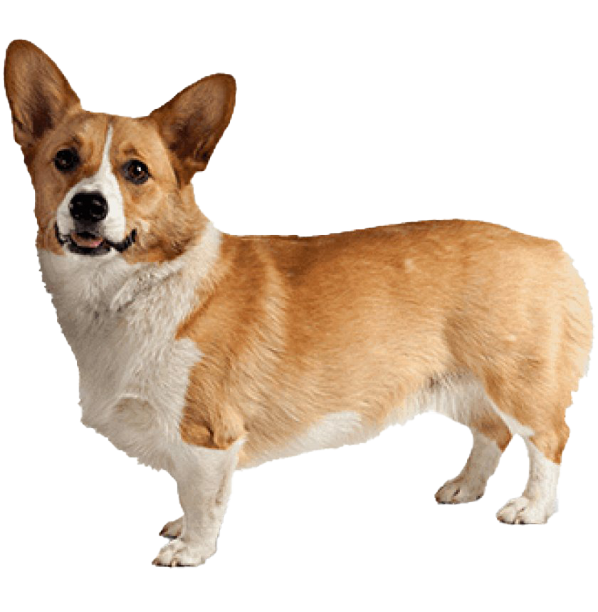 Corgi Transparent PNG Image