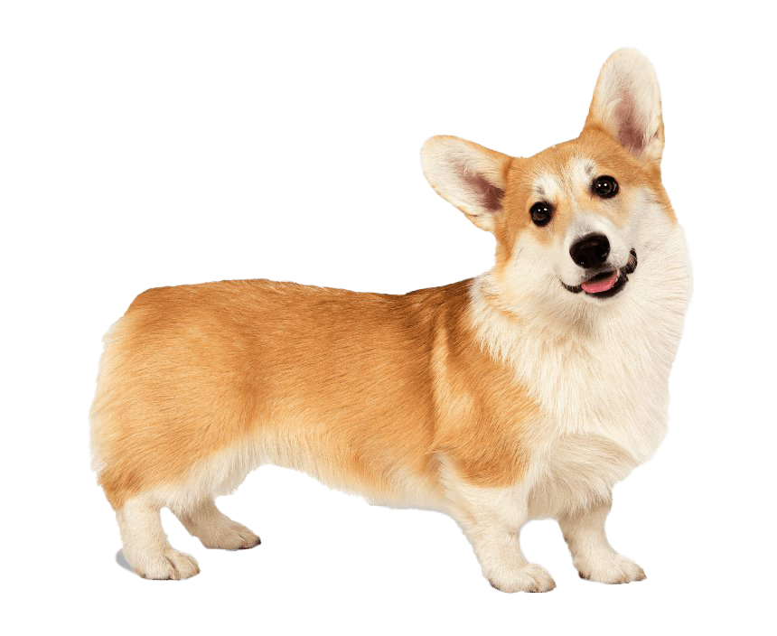 Corgi Transparent PNG Image