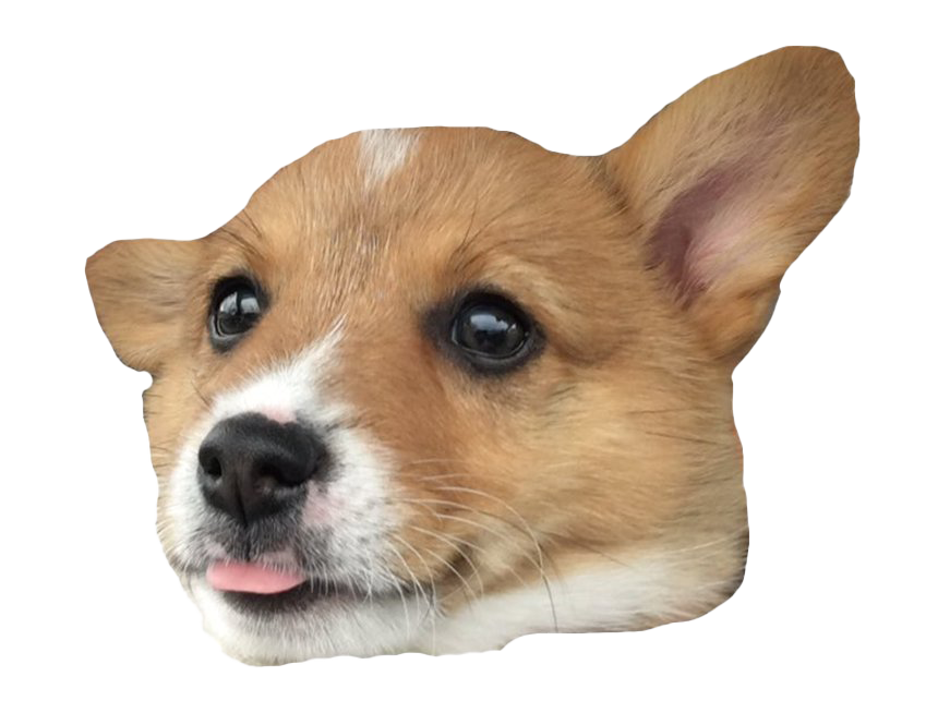 Corgi Transparent PNG Image