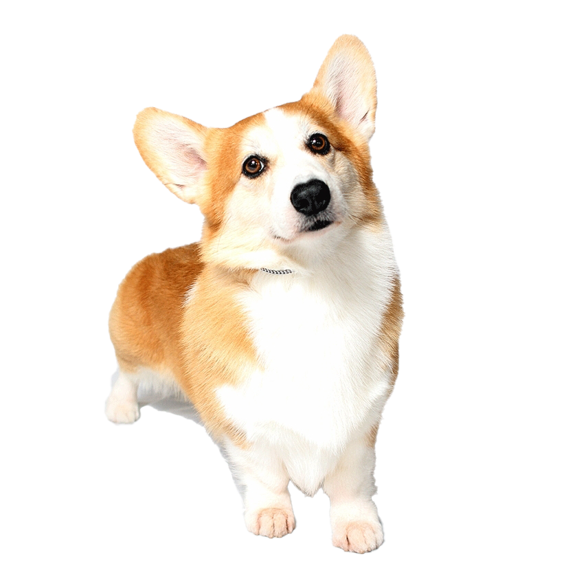 Corgi Transparent PNG Image