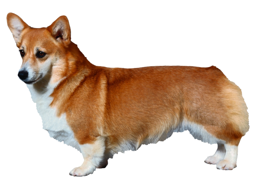 Corgi Transparent PNG Image