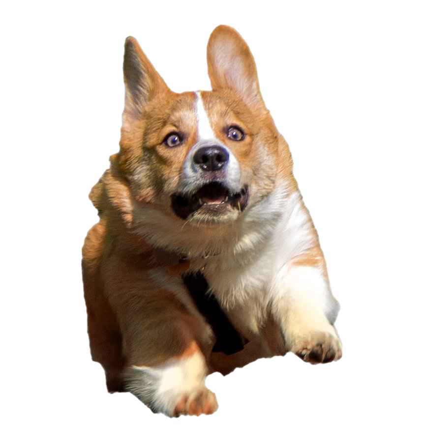 Corgi Transparent PNG Image