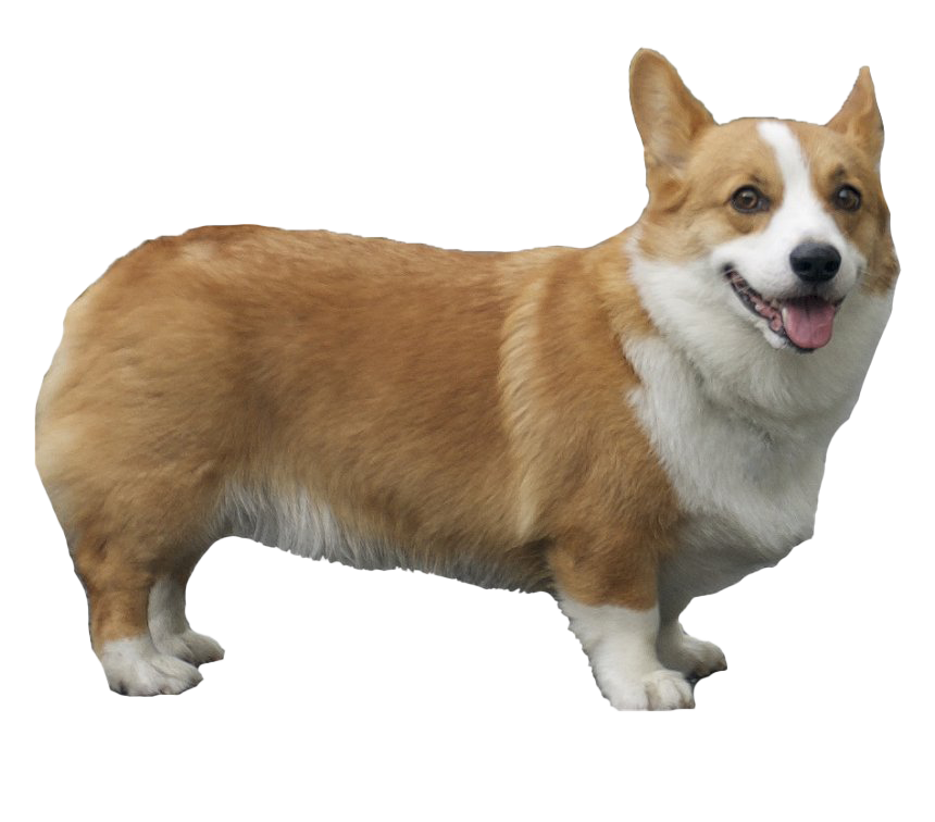 Corgi Transparent PNG Image