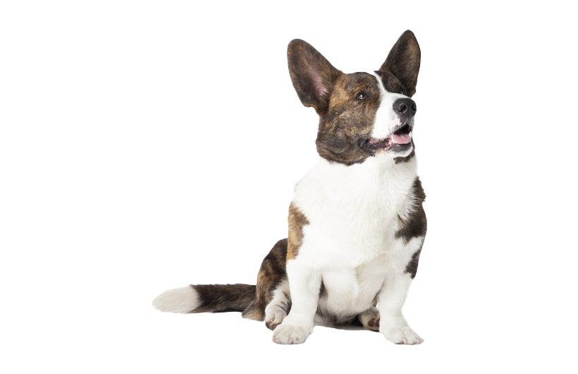 Corgi File Transparent PNG Image