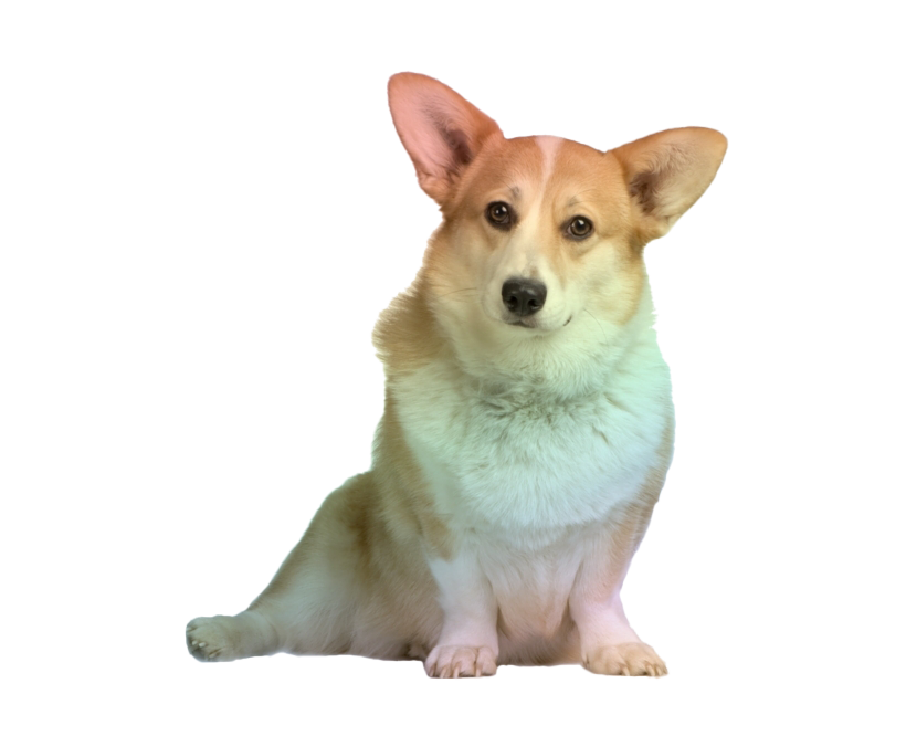 Corgi Transparent PNG Image