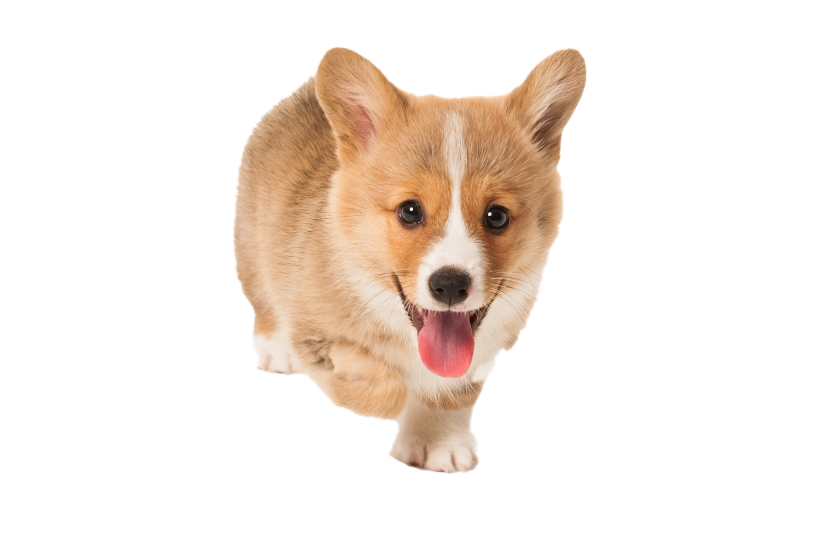 Corgi Transparent PNG Image