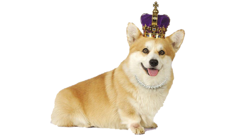 Corgi Transparent PNG Image