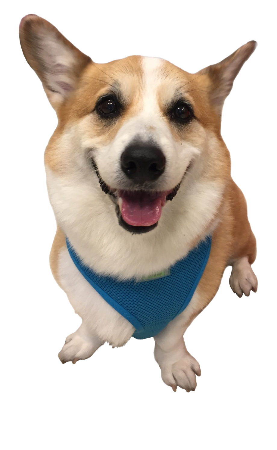 Corgi Transparent PNG Image