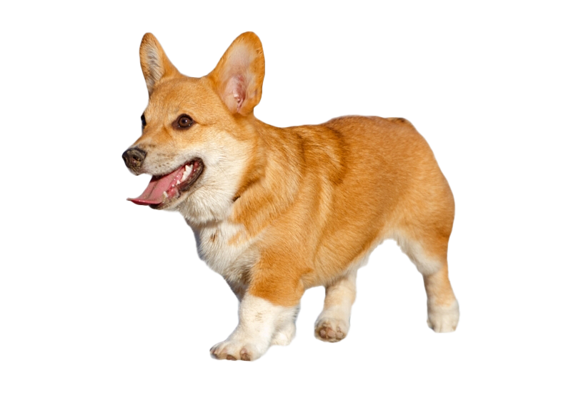 Corgi Transparent PNG Image