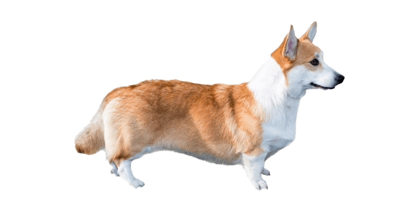 Cute Dog Corgi Transparent PNG Image