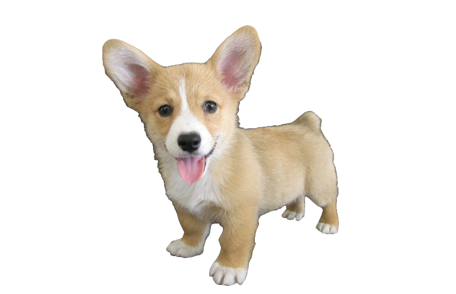 Cute Dog Corgi Transparent PNG Image